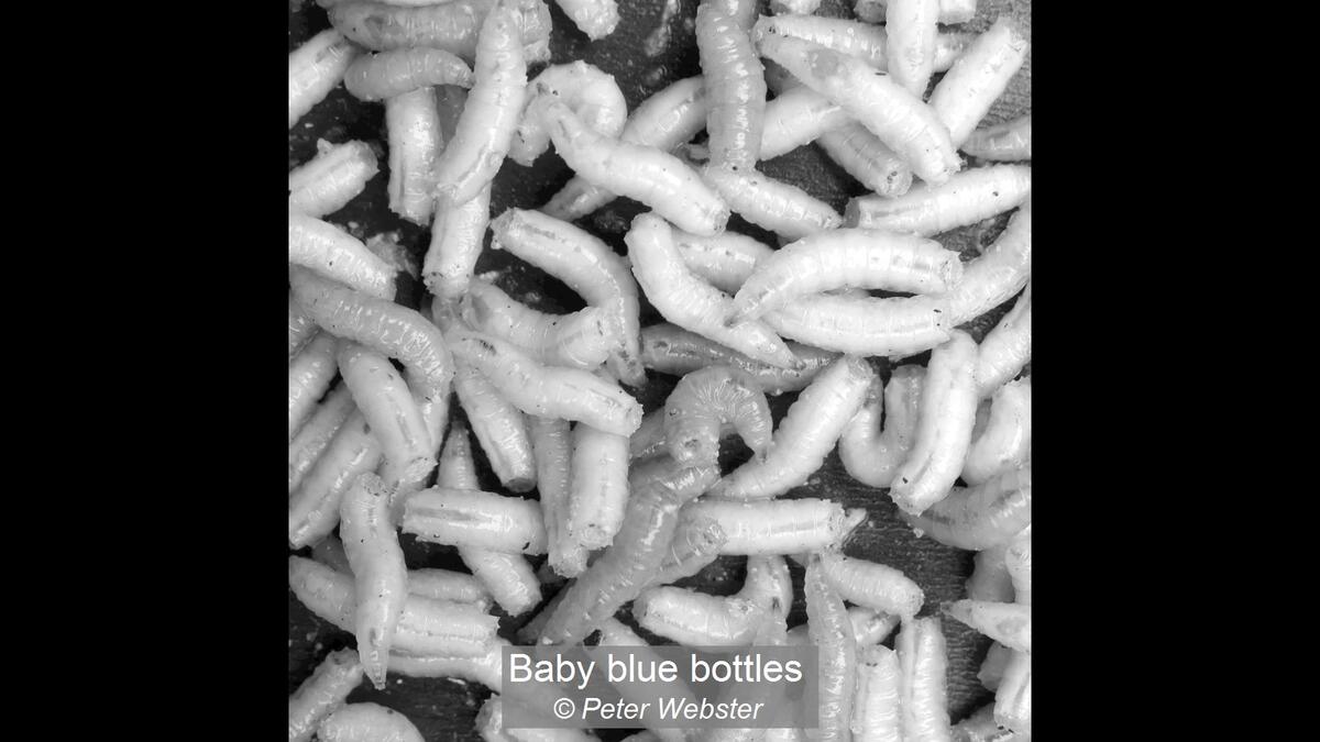 09_Baby blue bottles_Peter Webster